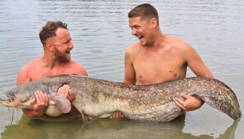 A catfish from Beaurepaire, Jun 2017