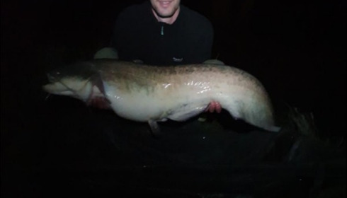 A carp from Beaurepaire, Andrew Robinson, Sep 2019