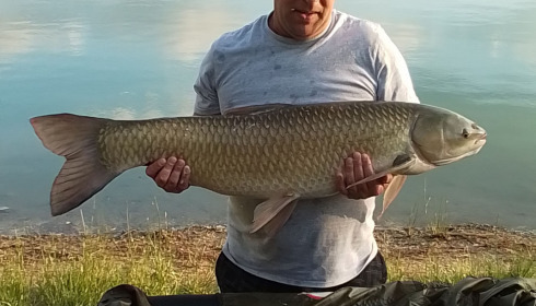 A carp from Beaurepaire, Jun 2022