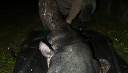 A fish from Beaurepaire, 137lb, Oct 2021