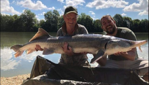 A sturgeon from Blue Lake, Aug 2018