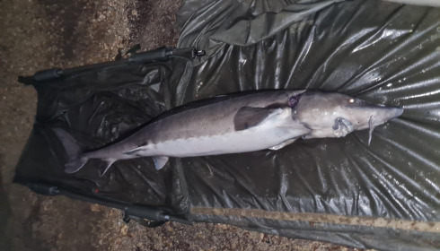 A 55 lb sturgeon from Blue Lake, Daniel Tofton, Mar 2022