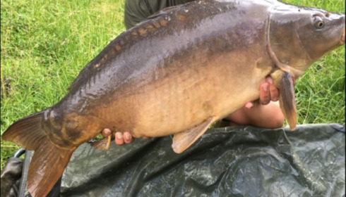 A carp from Blue Lake, Jun 2018