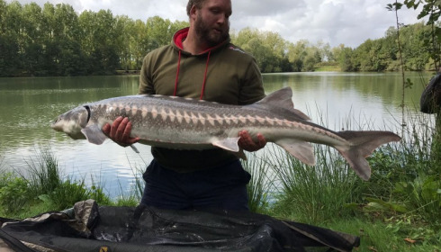 A 53 lb sturgeon from Blue Lake, Sep 2017