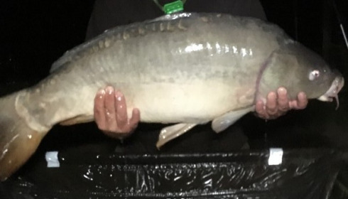 A 34 lb carp from Blue Lake, Steve, Jun 2017