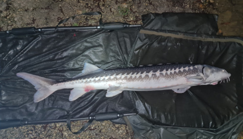 A 65 lb 10 oz sturgeon from Blue Lake, Daniel Tofton, Mar 2022