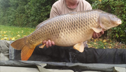 A 33 lb 12 oz carp from Blue Lake, shergold, Sep 2019
