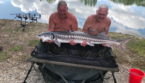 A 60 lb fish from Blue Lake, Sturgeon, Aug 2023