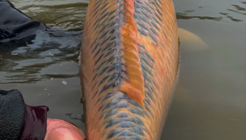 A carp from Boux, Jan 2023