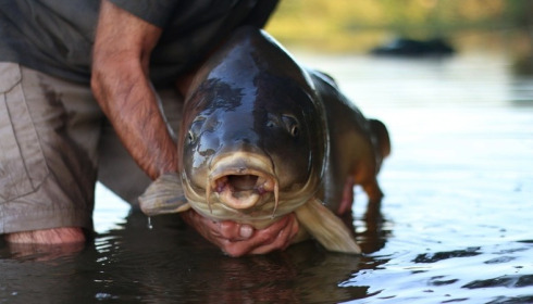 A 44 lb 1 oz carp from Boux, David Keep, Aug 2014