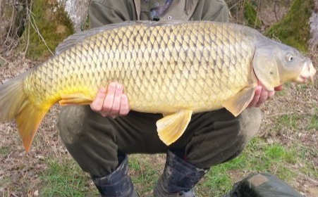 A carp from Boux, Scott Ryley, Mar 2018