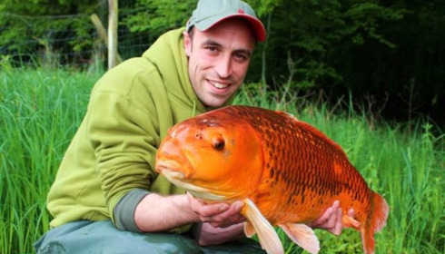 A 21 lb carp from Boux, Gary Western, May 2013