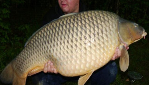 A carp from Boux, Peter Smith, Oct 2014