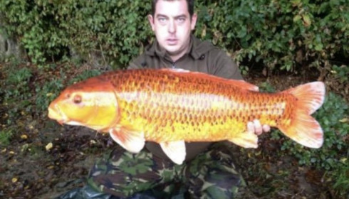 A carp from Boux, Jay Greatrix, Oct 2015
