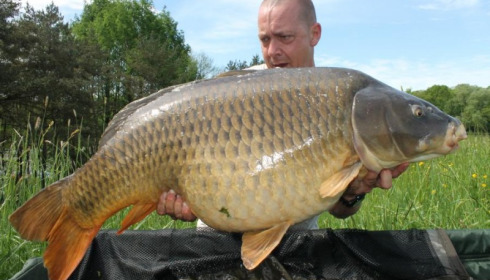 A carp from Boux, Jul 2015