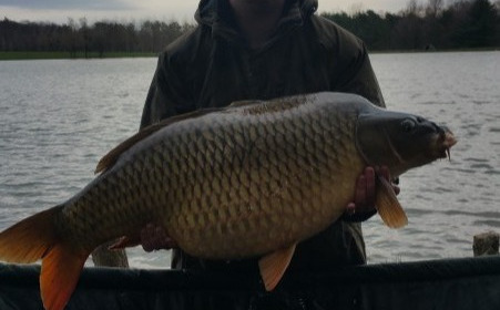A carp from Boux, Scott Ryley, Mar 2018