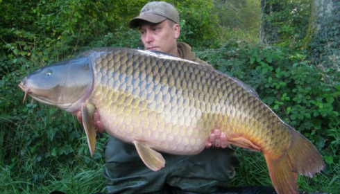 A carp from Brie, Sep 2014
