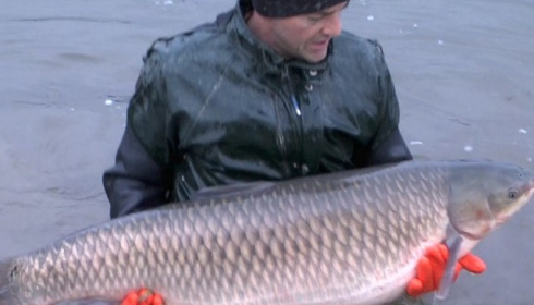 A grass carp from Brie, January Stocking, Jan 2014