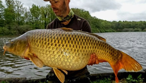 A carp from Brie, May 2015