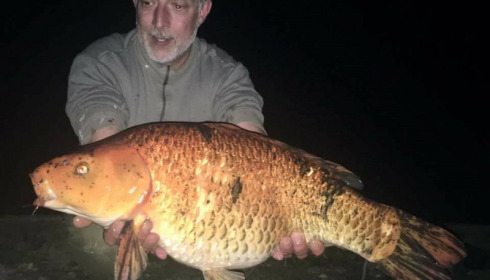 A carp from Brie, Sep 2017