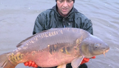 A carp from Brie, January Stocking, Jan 2014