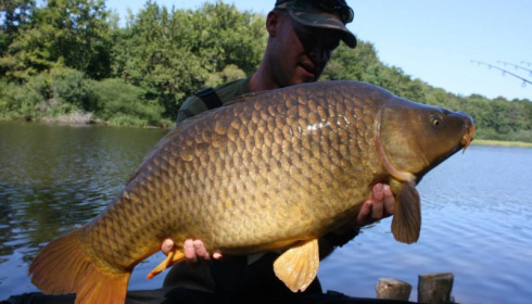 A carp from Brie, Oct 2014
