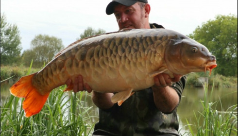 A carp from Brie, Sep 2019