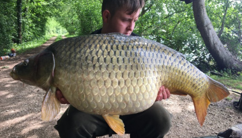A carp from Brie, David Hammond, May 2017