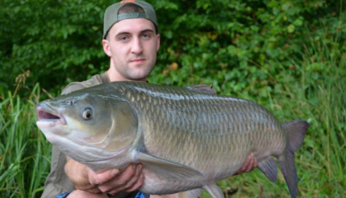 A grass carp from Brie, Jul 2014