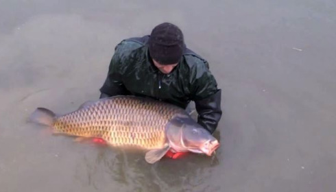 A carp from Brie, January Stocking, Jan 2014