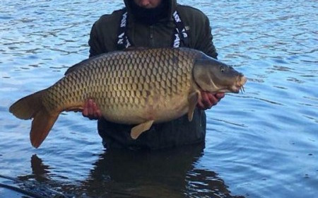 A 41 lb 5 oz carp from Brie, Carl Smith, Mar 2016