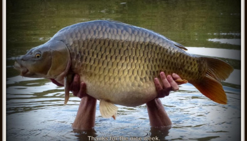 A carp from Brie, Oct 2013