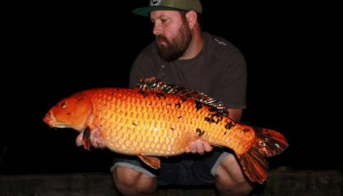 A carp from Brie, Sep 2017