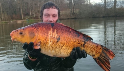 A carp from Brie, Jan 2016