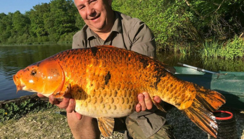 A carp from Brie, May 2018