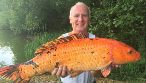 A carp from Brie, Aug 2019