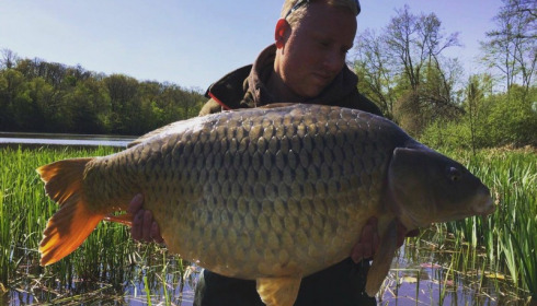 A carp from Brie, Apr 2017