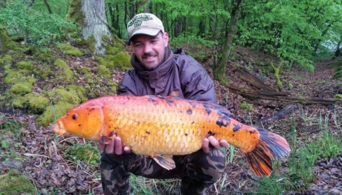 A carp from Brie, Apr 2016