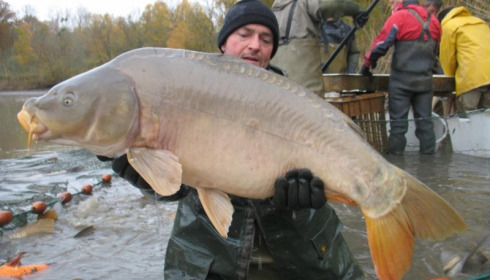 A carp from Brocard Large, Nov 2012