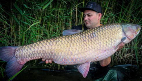 A grass carp from Brocard Large, Swim 11, Sep 2017