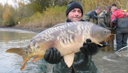 A carp from Brocard Large, Nov 2012