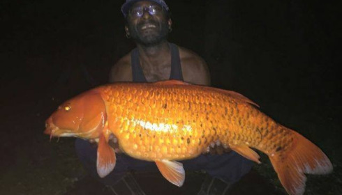 A carp from Brocard Large, Swim 9, Sep 2017