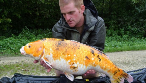 A carp from Brocard Large, Swim 5 , Oct 2014