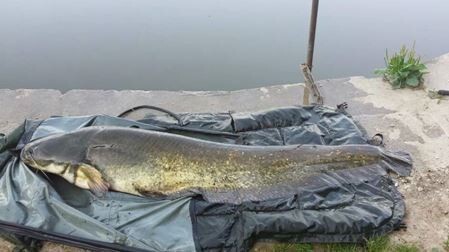 A carp from Brocard Large, Swim 6, Jul 2014