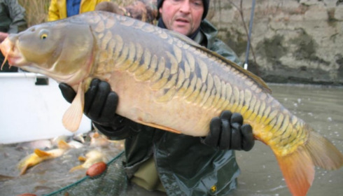 A carp from Brocard Large, Nov 2012