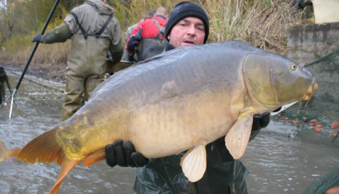 A carp from Brocard Large, Nov 2012