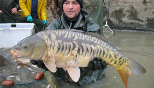 A carp from Brocard Large, Nov 2012