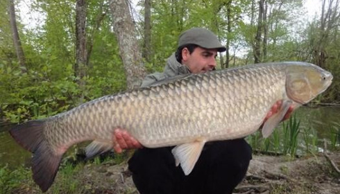 A carp from Brocard Large, Swim 10, May 2014