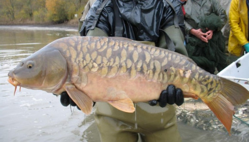 A carp from Brocard Large, Nov 2012
