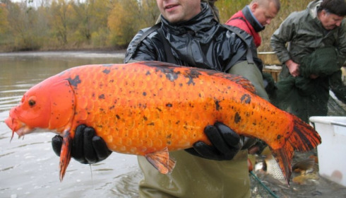 A carp from Brocard Large, Nov 2012